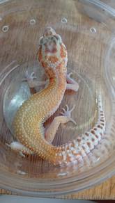 Leopard Gecko 