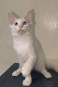 Mainecoon kitten female 