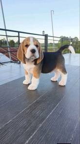 beagle I