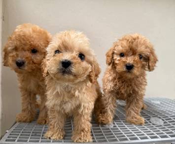Toy poodle 