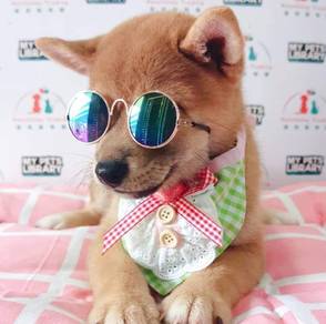 Shiba