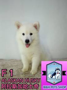 Alaska husky f1