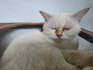 BSH Cat