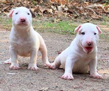 BULL TERRIER PUPPIES BT7 🐻 White Boy-Girl