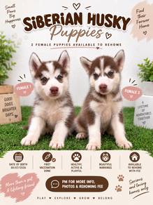SIBERIAN HUSKY FEMALE puppies FOR REHOMING
