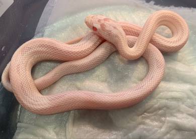 Corn Snake - Snow Stripe