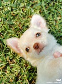 Chihuahua ~1