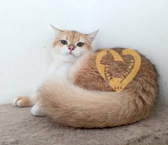 BSH Golden Ny12 Pure Male