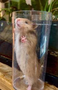 2 tiny hamster 