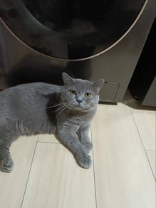 Kucing mix BSH