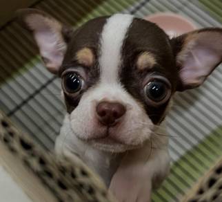 Chihuahua