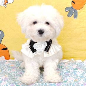 Bichon