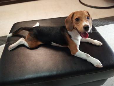 Beagle Puppies Male 6 mth with accessories