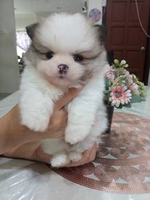 teacup Pomeranian puppy 