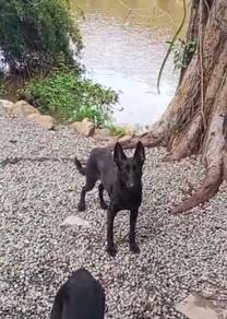 Belgian shepherd Malinois black male