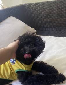 PURE BREED TOY POODLE - black female