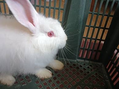 Mix Rabbits