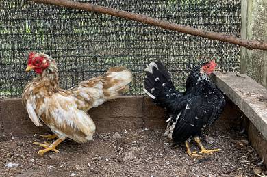 ayam serama betina