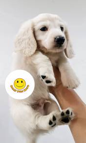 dd4002 Mini Dachshund cream haired puppy dog