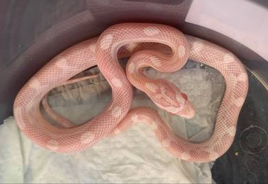 Corn Snake - Snow Motley