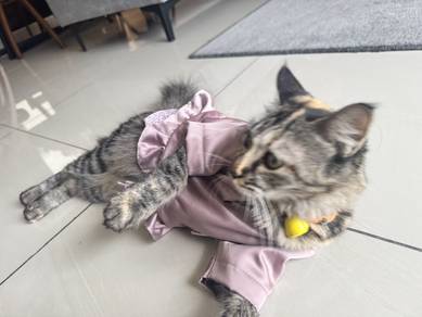 Kucing untuk di Adopt