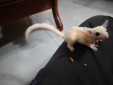 Sugar glider Luecistic betina separa jinak