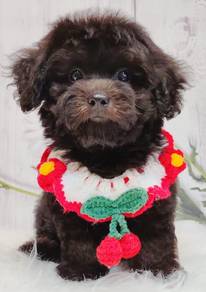 Poodle