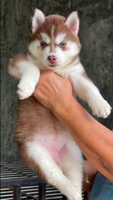 SIBERIAN HUSKY PUPPIES 🌻 Boy~Girl VIP31