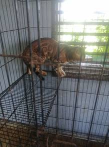 kawin kan kucing bengal