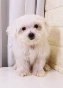 J0525 Maltese Snow White Big Eyes Puppy