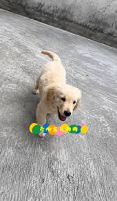 Golden Retriever (F)