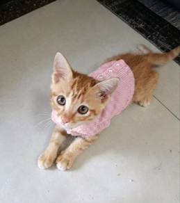 Cute Ginger Adoption Ipoh