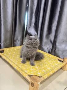 Kucing BLH betina