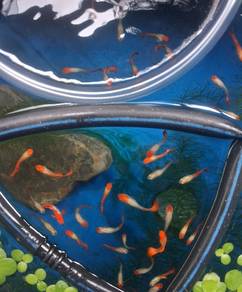 guppy red koi