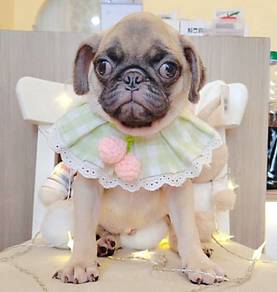 Pug