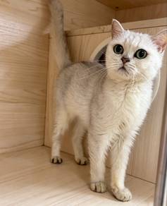 （Spay) Female/Betina BSH Silver