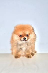 x30 Cute Pomeranian Puppy