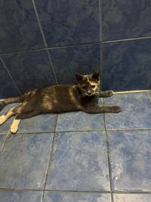 kucing betina
