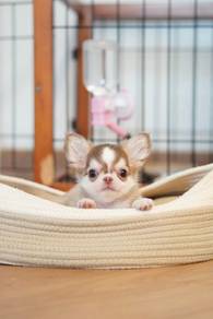 Apple head Chihuahua 