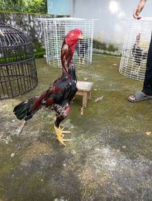ayam sabung 
