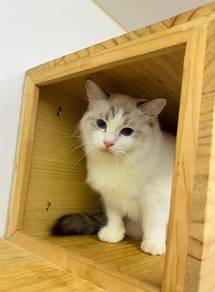 Female Ragdoll Lynx