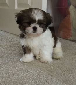 Pintsized Shih Tzu Lion Maltese Pekingese Puppy Do