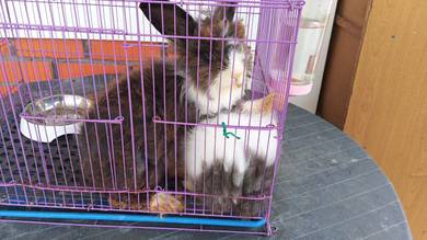 lion head rabbit