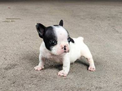 Mini French bulldog -Boy