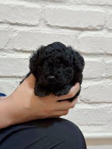 Pure Black Toy Poodle Last Call Promo