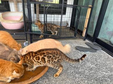 Rosetted bengal healthy breed