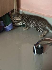 Pure breed bengal kitten