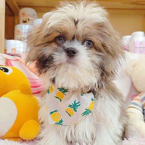 Shih Tzu