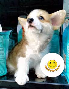 AC166 Welsh Corgi brown & white haired