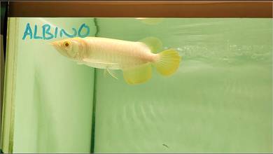 Albino golden Arowana